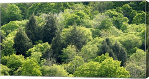Framed Fifty Shades Of Green Print