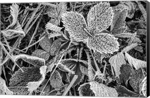 Framed Fine Frost Print