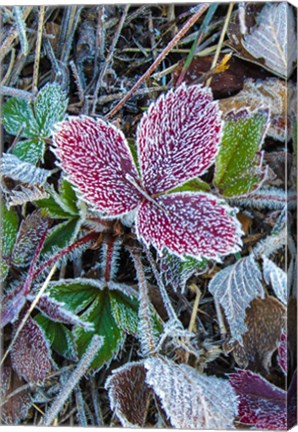Framed First Frost Print