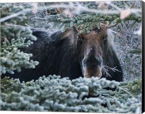 Framed Hello Mr. Moose Print