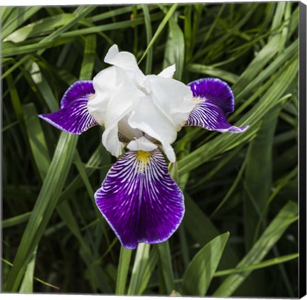 Framed Iris Print