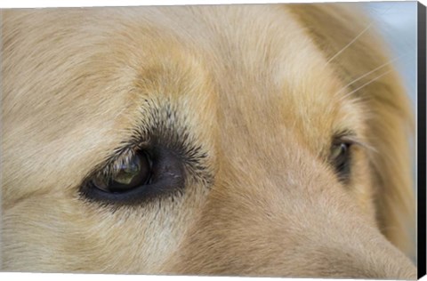 Framed Irresistable Eyes Print