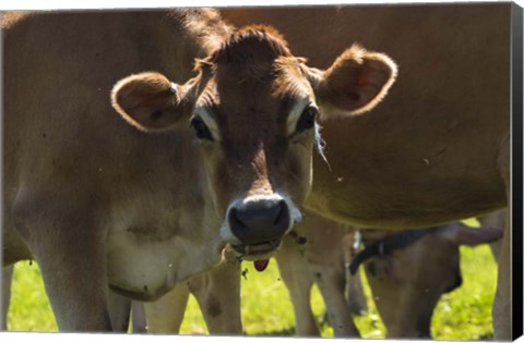 Framed Jersey Cow Print