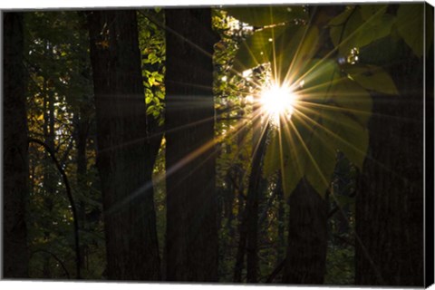 Framed Leaf Peeping Sun Print