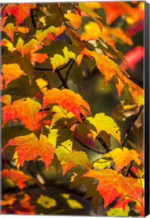 Framed Maple Flame Print