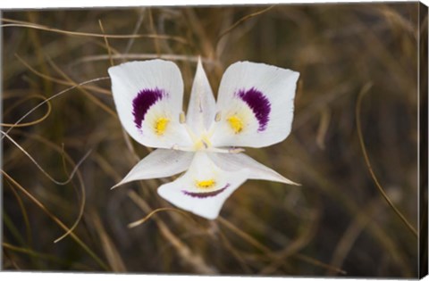 Framed Mariposa Lily Print