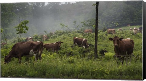Framed Misty Moo Morning Print
