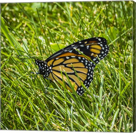 Framed Monarch Print