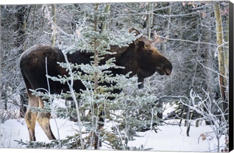 Framed Moose Profile Print