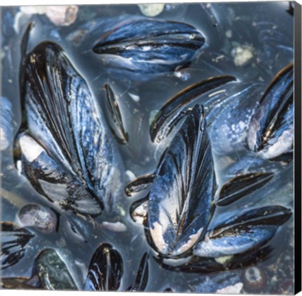 Framed Mussels Print
