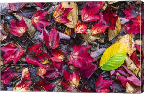 Framed Nature's Palette Print