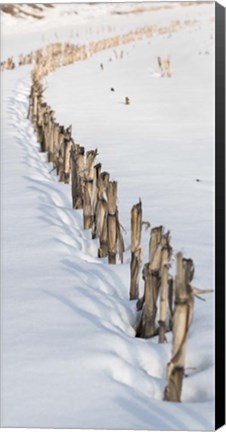 Framed Old Corn Row Print