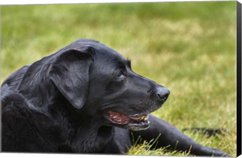 Framed Old Girl Print