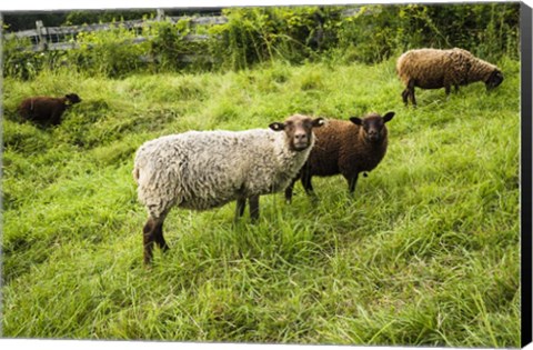 Framed Peeping Sheep Print