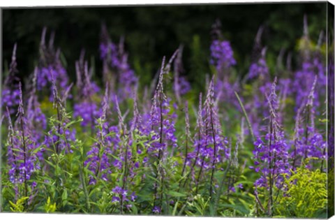 Framed Purple Pollen Print