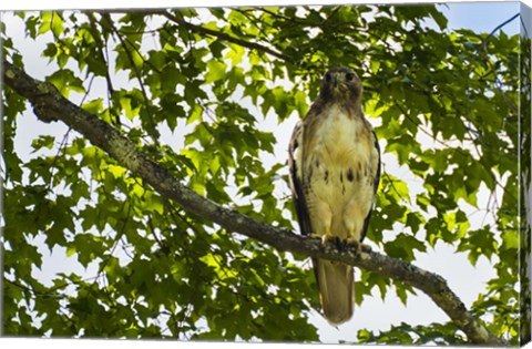 Framed Red Tailed Hawk Print