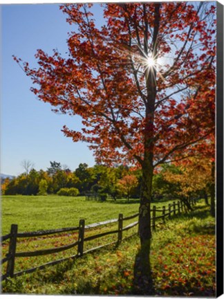 Framed Sunburst In Fall Print