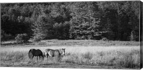 Framed Two Horses Print