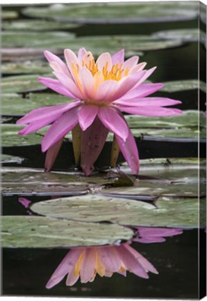Framed Water Lily Print