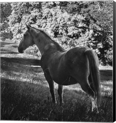 Framed White Mare Print