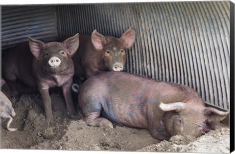 Framed Wilbur And Company Print