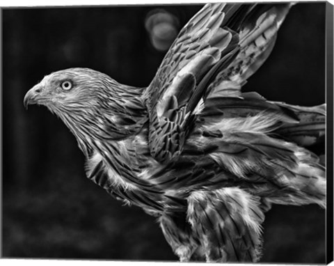 Framed Red Kite Taking Off  - Black &amp; White Print