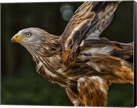 Framed Red Kite Taking Off Print