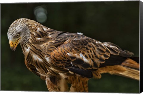 Framed Red Kite Looking Down Print