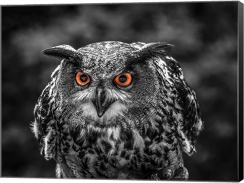 Framed Red Eyed Owl - Black &amp; White Print