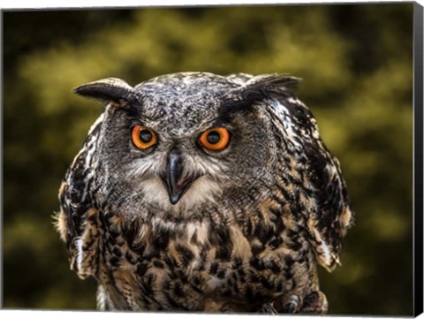 Framed Red Eyed Owl Print