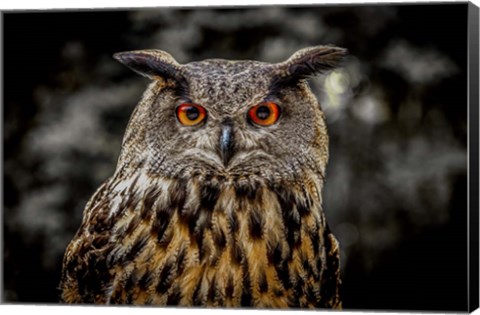 Framed Oehoe Owl Print