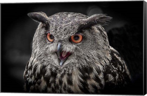 Framed Red Eyed Owl Close Up  - Black &amp; White Print