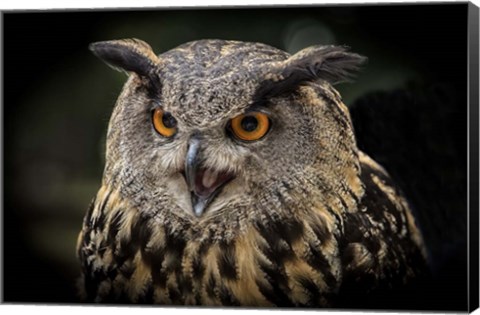 Framed Red Eyed Owl Close Up Print