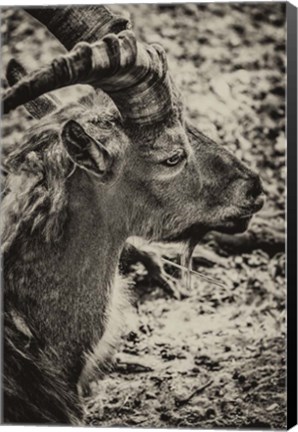 Framed Capricorn Sepia Print