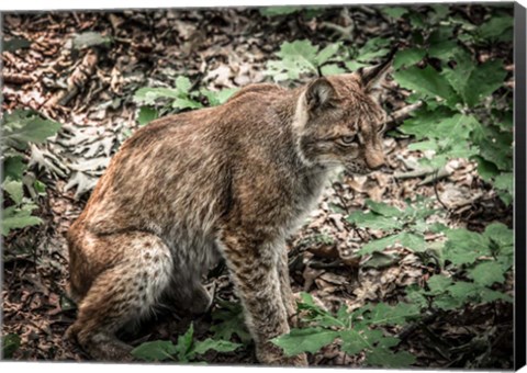 Framed Lynx Print