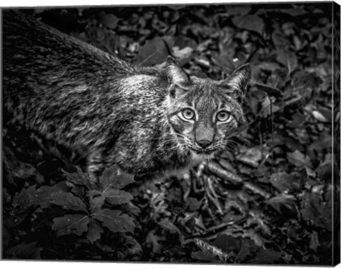 Framed Lynx Looking Up - Black &amp; White Print