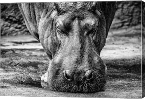 Framed Hippo - Black &amp; White Print