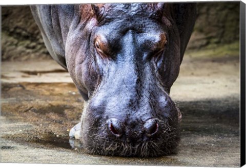 Framed Hippo Print