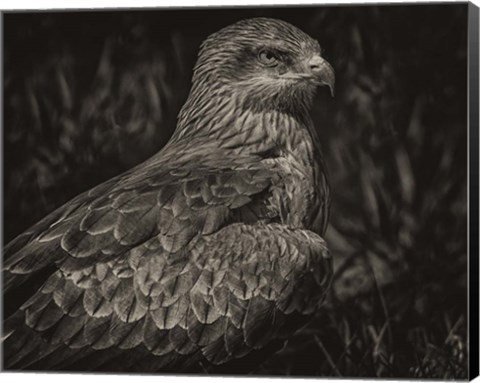 Framed Predator Bird Sepia Print