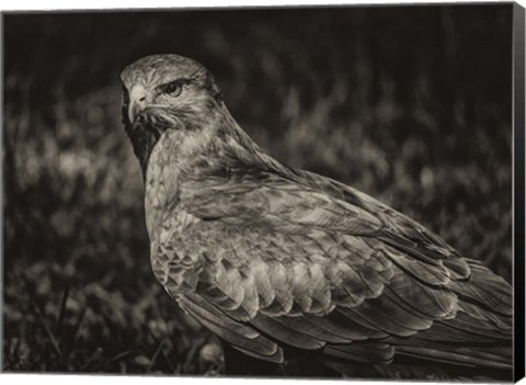 Framed Predator Bird  II Sepia Print