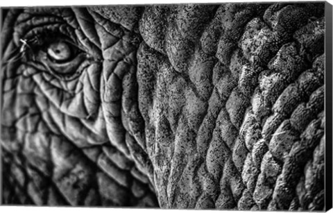 Framed Elephant Close Up - Black &amp; White Print