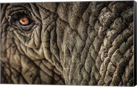 Framed Elephant Close Up Print