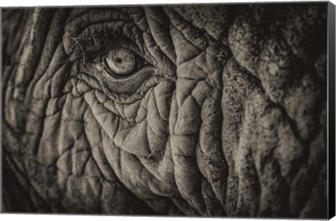 Framed Elephant Close Up II Sepia Print