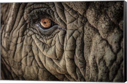 Framed Elephant Close Up II Print