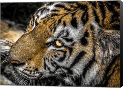 Framed Tiger Eyes Print