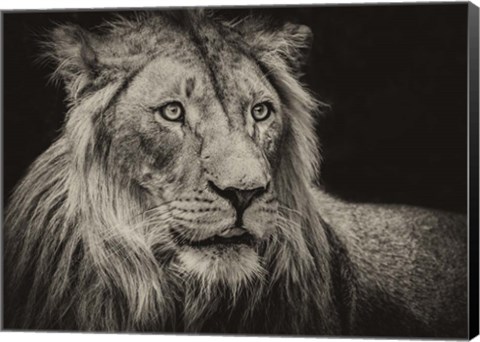 Framed Lion Sepia Print