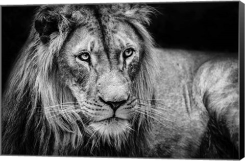 Framed Lion II - Black &amp; White Print