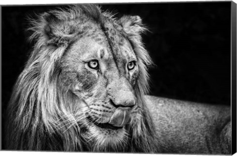 Framed Lion III - Black &amp; White Print