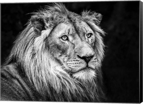 Framed Lion V - Black &amp; White Print