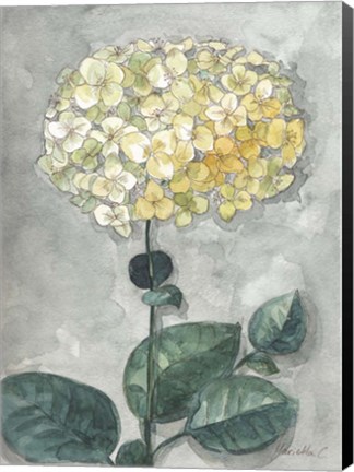 Framed Flowers Study 1 Print